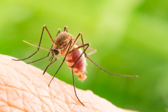 मलेरिया के बारे में मिथक