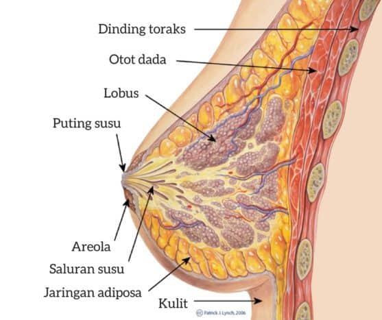 स्तन शरीर रचना विज्ञान