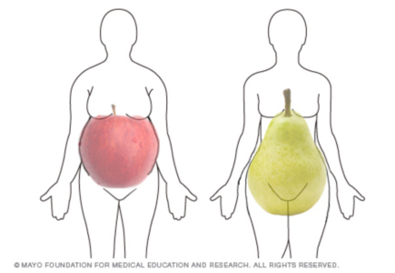 सेब और नाशपाती के शरीर का आकार