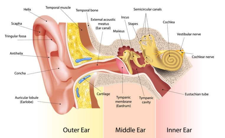 कान का हिस्सा