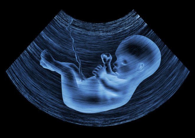गर्भ में भ्रूण का विकास