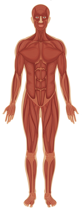 मांसपेशी प्रणाली
