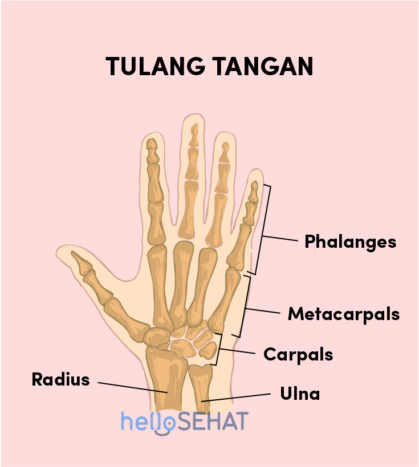हाथ की हड्डी की छवि
