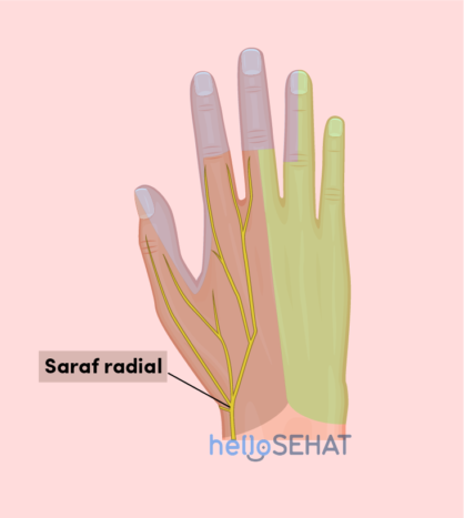 हाथ की छवि - रेडियल तंत्रिका