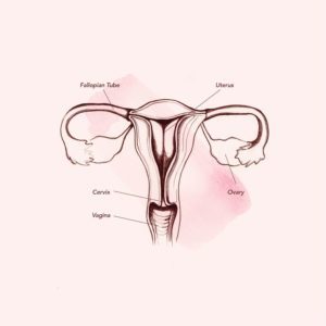 योनि में एनाटॉमी (स्रोत: टीन वोग)